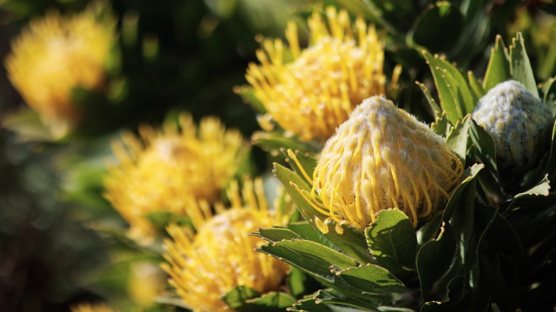 Bright yellow pincushion flowers