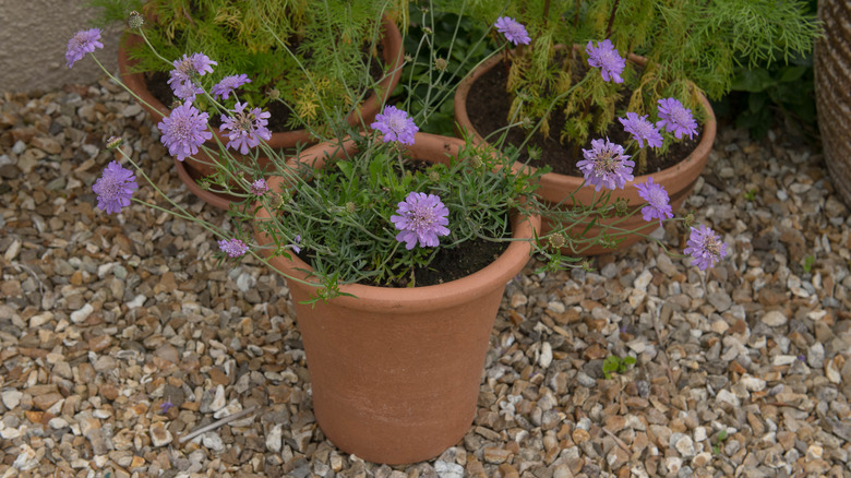 Potted pincushion flowers