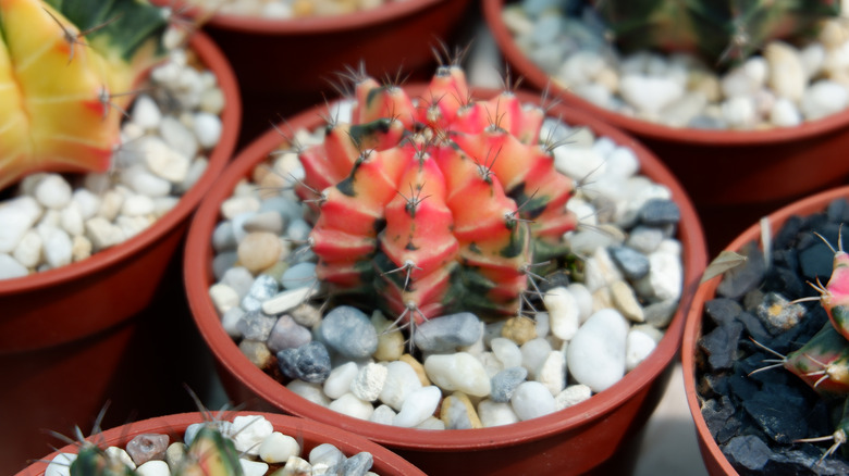 small pink rainbow hedgehog cactus