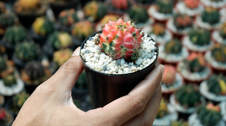 small rainbow hedgehog cactus