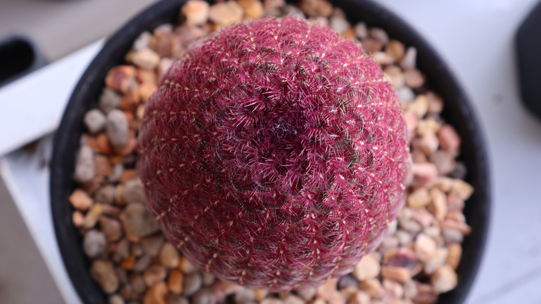 top of rainbow hedgehog cactus