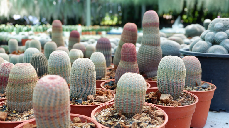 rainbow hedgehog cactuses in pots