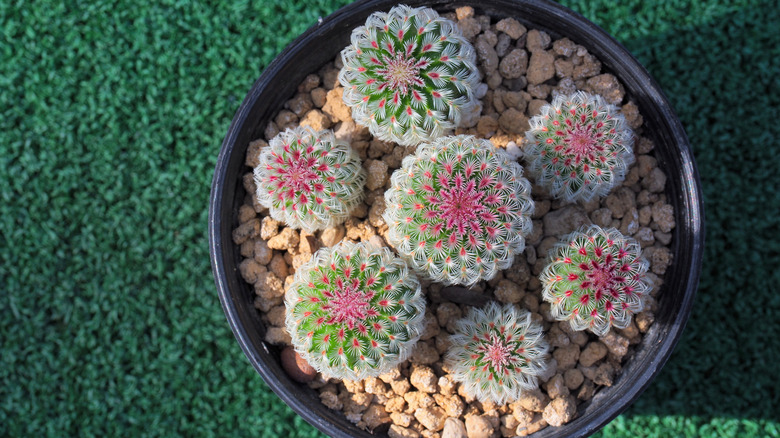 rainbow hedgehog cactus outdoor pot