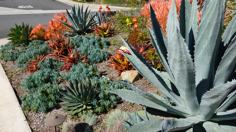 front yard cactus garden