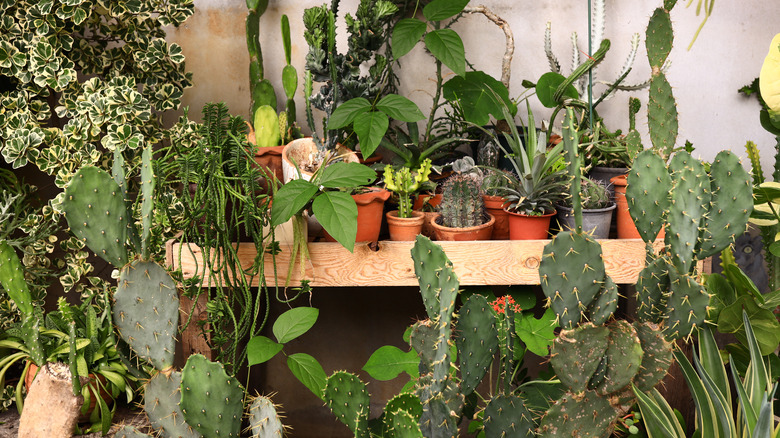 cactuses and plants in pots