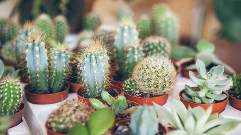 multiple cactuses for sale