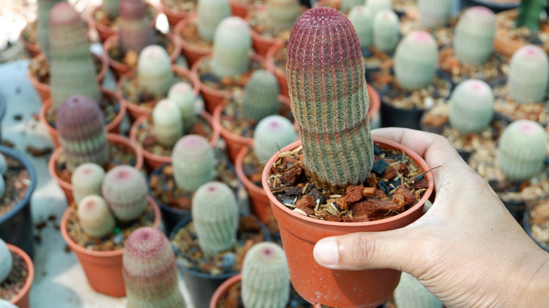 person holding rainbow hedgehog cactus