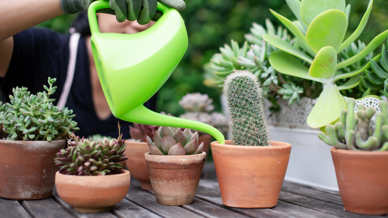 person watering cactuses in pots