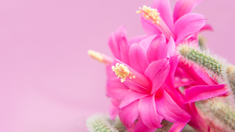 flowers of a rat tail cactus