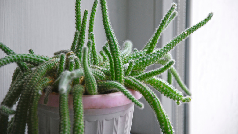 rat tail cactus in a window