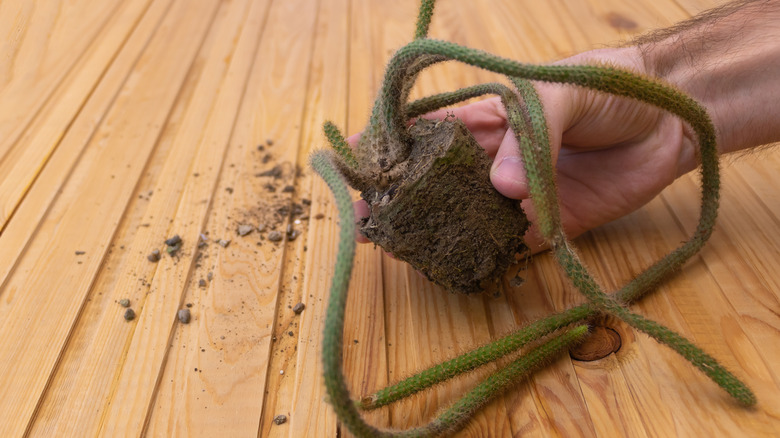 gardener repotting rat tail cactus