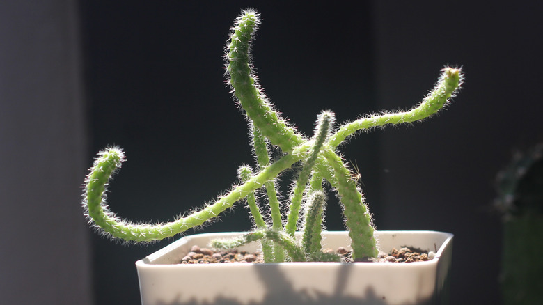 young rat tail cactus