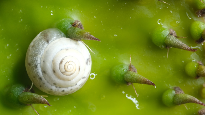 slug on a cactus leaf