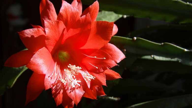 red orchid cactus bloom 