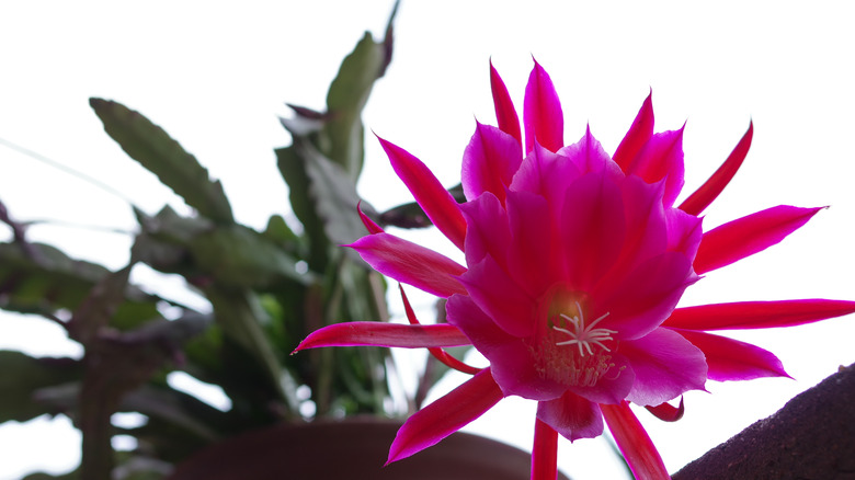 potted red orchid cactus