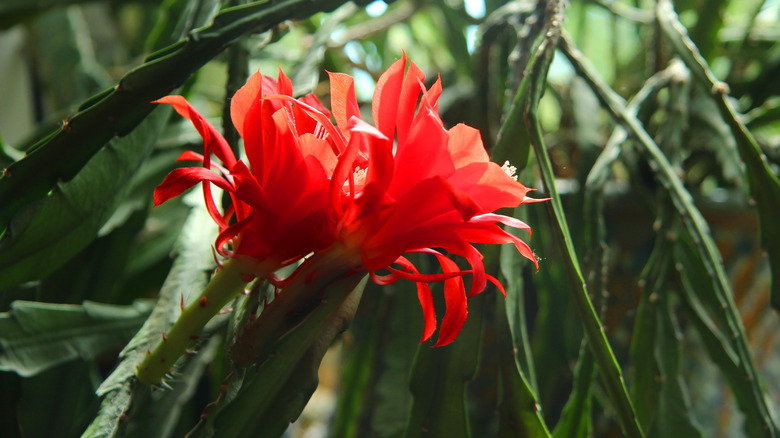 Caring for a Red Orchid Cactus: Tips and Tricks - Global Ideas