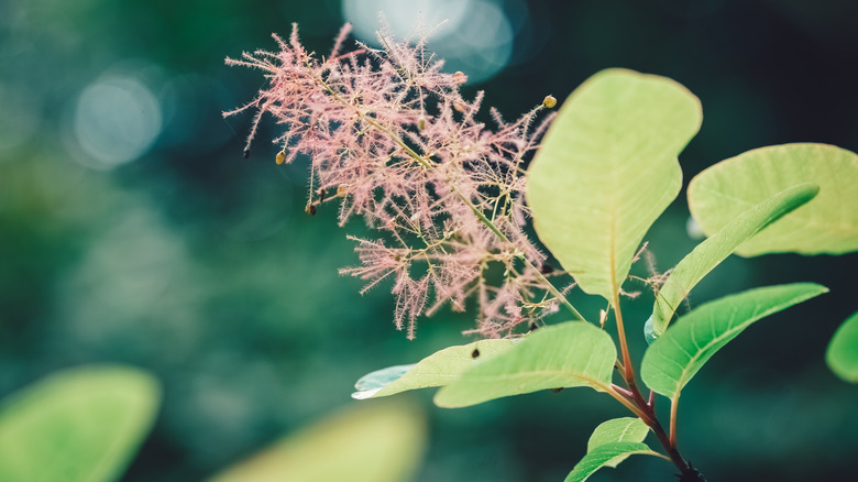 Smoketree flower and leaves