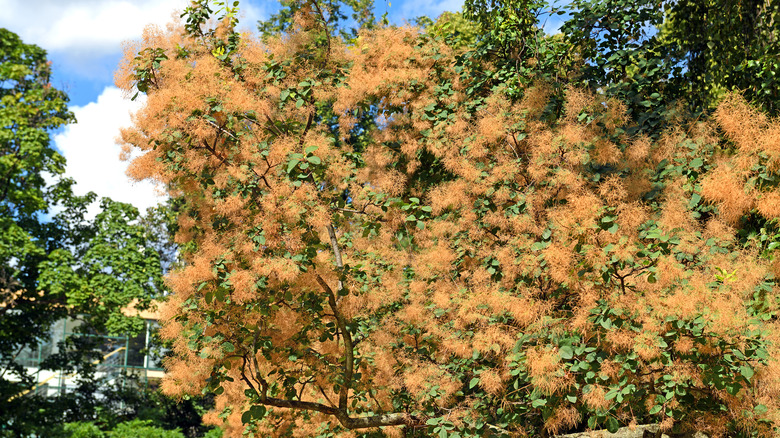 Cotinus coggygria orange flowers