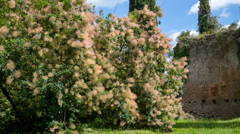 Smoketree hedge at medieval castle