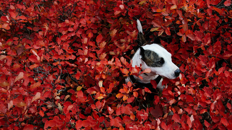 Dog in red bushes