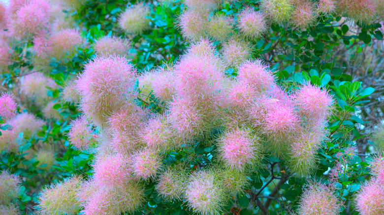 Cotton Candy Smoketree pink flowers