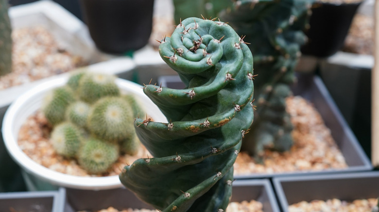 Spiral cactus in plant nursery