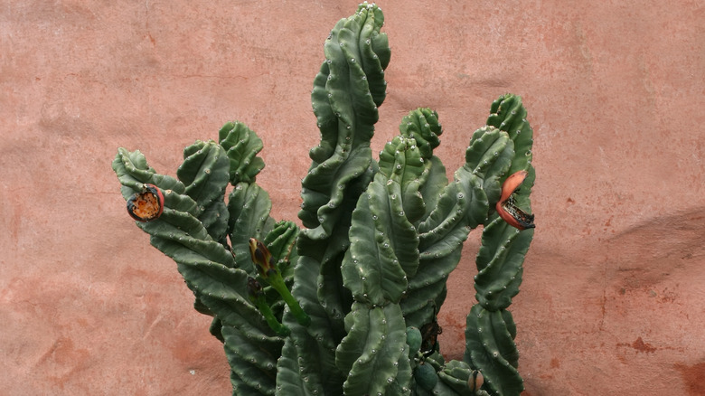 Spiral cactus with rotting fruit