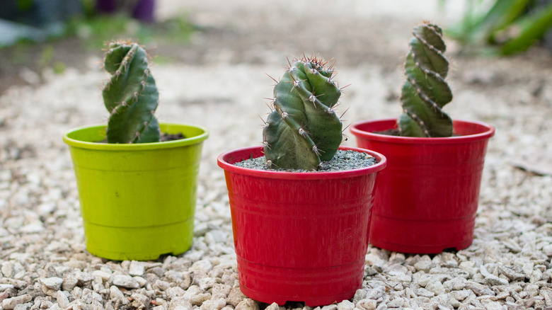 three potted Spiraled Cereus