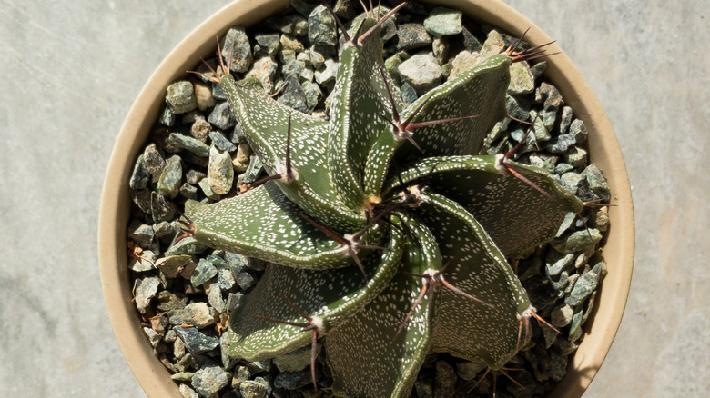 Twisted cactus from aerial view