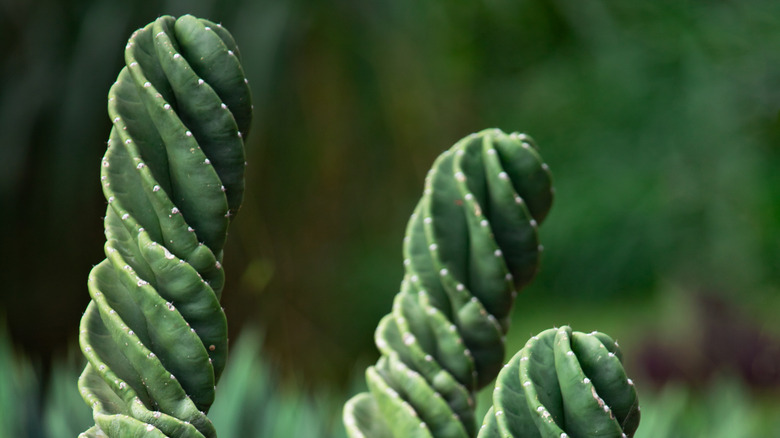 Two freestanding cereus spiralis columns