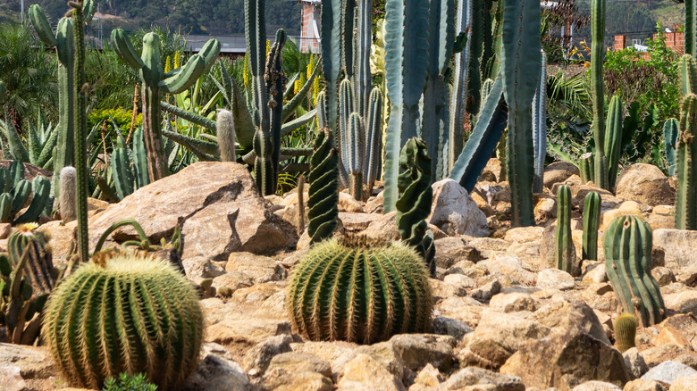 Cereus spiralis by cacti variety