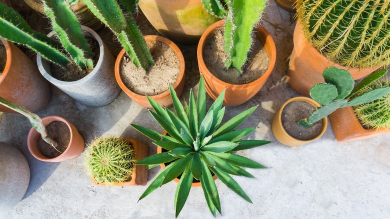 Variety of Cereus cacti