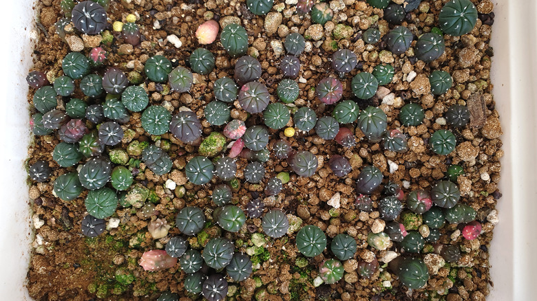 star cactus babies