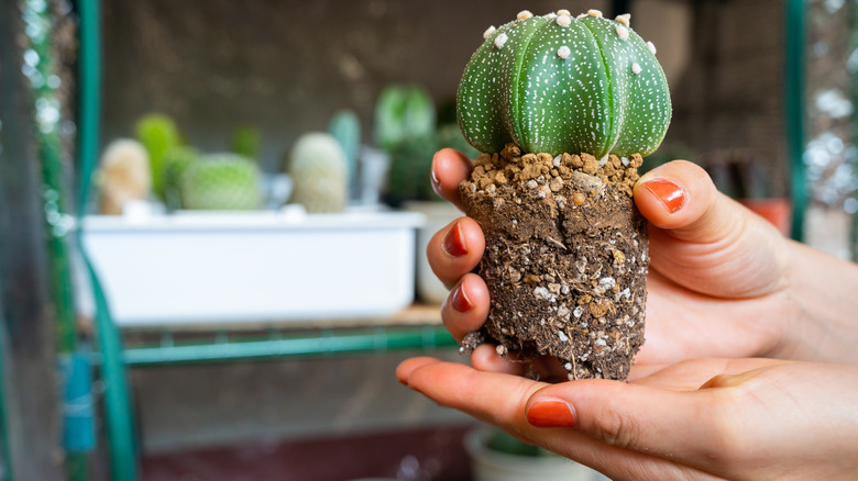 Hands holding unpotted star cactus