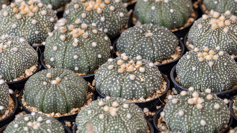 many small star cacti