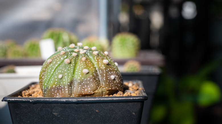 Rotten star cactus