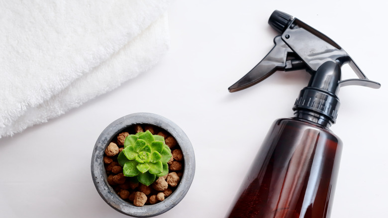 Sedum succulent pot spray bottle