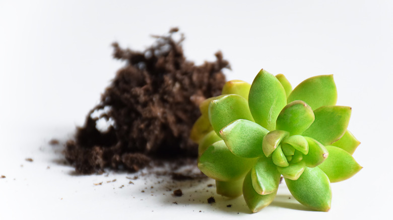 Sedum succulent with roots