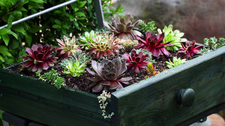 sedum stonecrop succulents in garden