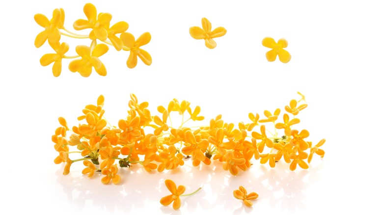 Orange flowers on white background