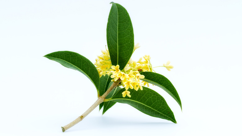 yellow flowering sweet olive