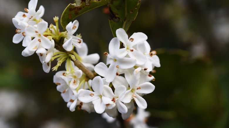 White sweet olive flowers