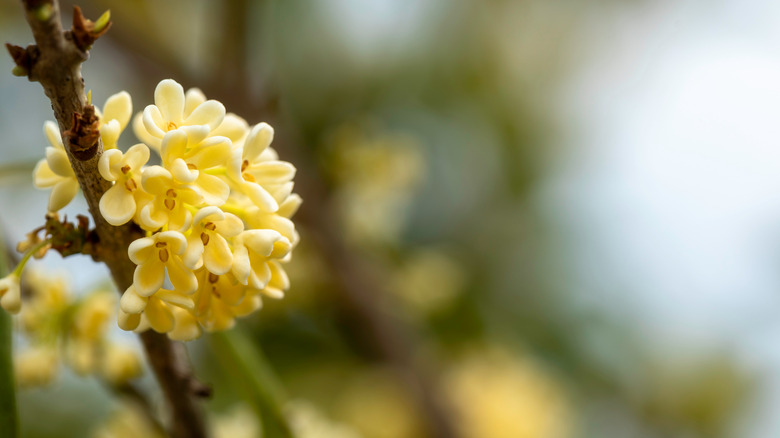 cream-colored sweet olive flowers