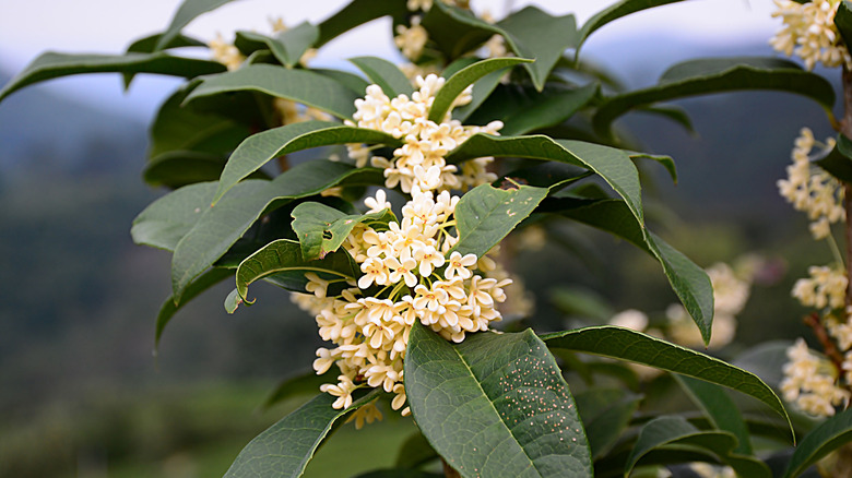 cream-white sweet olive flowers