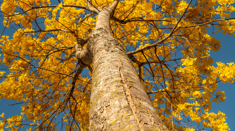 Tabebuia tree trunk gold leaves