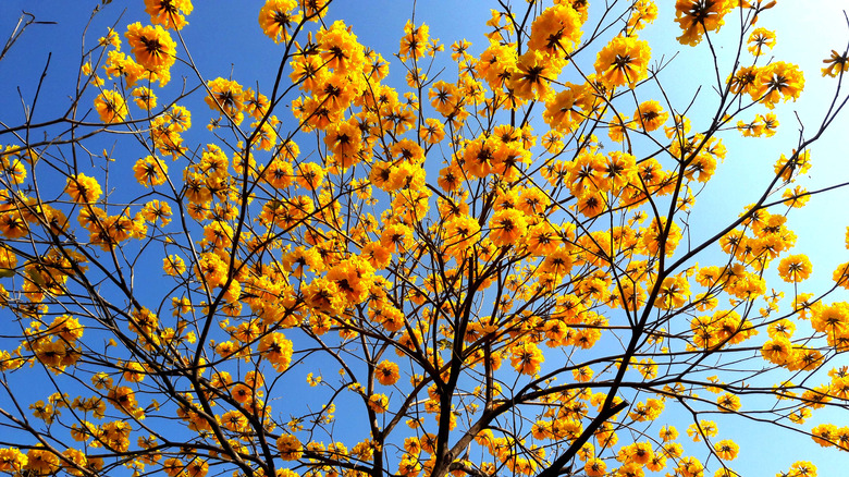 Yellow tabebuia tree flowers