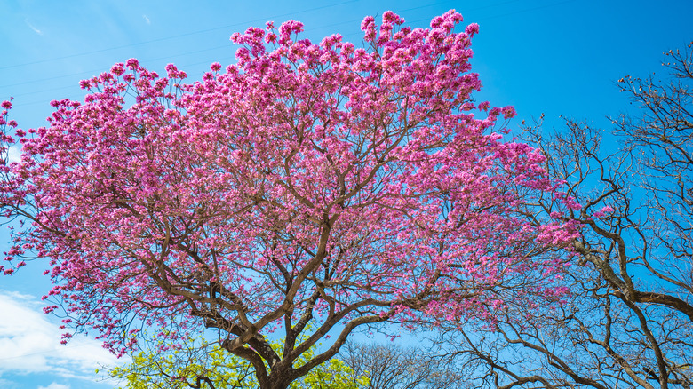 Pink tabebuia tree