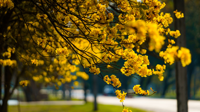 Golden tabebuia tree flowers