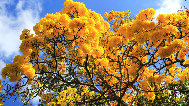 Golden tabebuia tree flowers