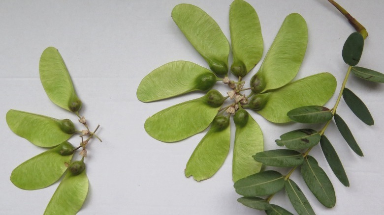 Tipu tree seed pods